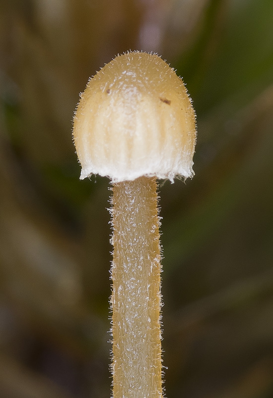 Galerina atkinsoniana